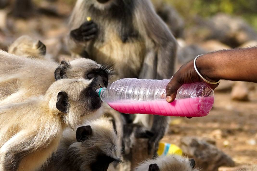 Termometreler 50 dereceyi gösterdi. Tarihin en yüksek sıcaklık rekoru - Resim: 13